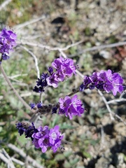 Phacelia crenulata