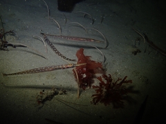 Aulorhynchus flavidus