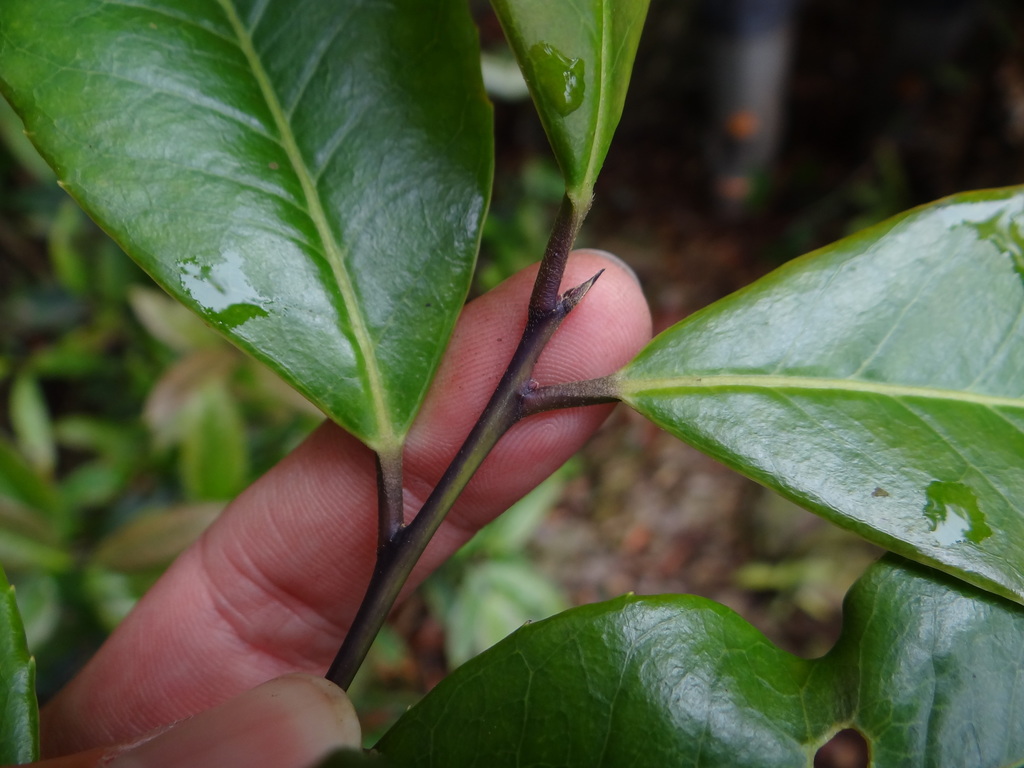Ilex lonicerifolia