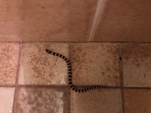 Southern Desert Banded Snake