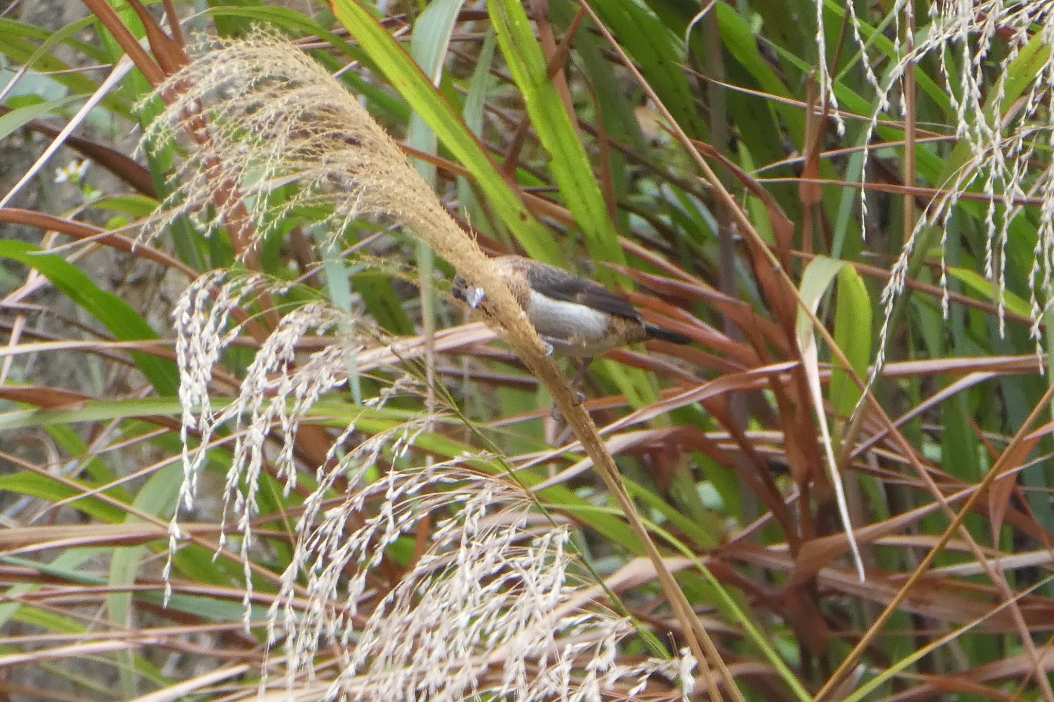White-rumped Munia