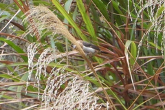 Lonchura striata