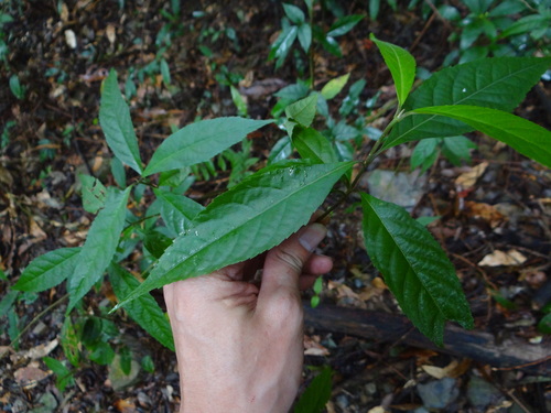 Image of Callicarpa randaiensis by (c) 呂一起(Lu i-chi), some rights reserved (CC BY)