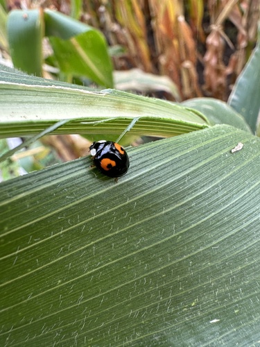Asian Lady Beetle