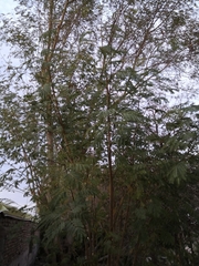Leucaena leucocephala