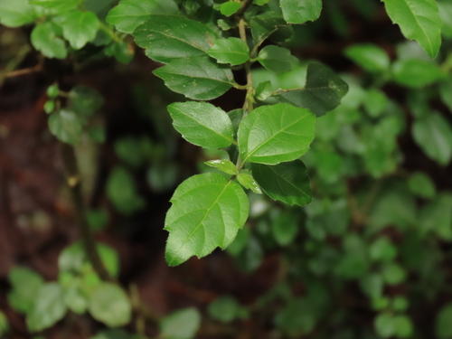 Image of Viburnum foetidum by (c) chiuluan, some rights reserved (CC BY)