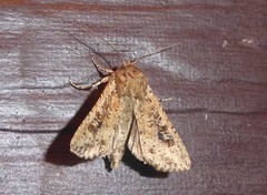 Ichneutica morosa