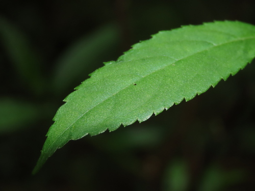 Image of Callicarpa randaiensis by (c) chiuluan, some rights reserved (CC BY)