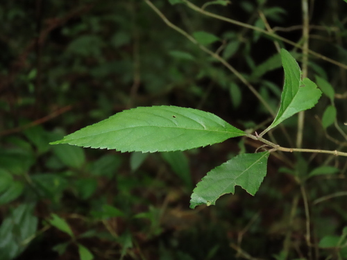 Image of Callicarpa randaiensis by (c) chiuluan, some rights reserved (CC BY)
