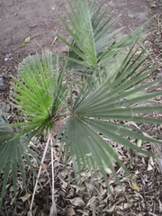 Washingtonia filifera
