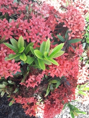 Ixora coccinea