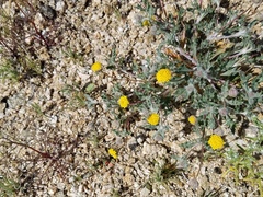 Trichoptilium incisum