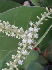 Coccoloba uvifera