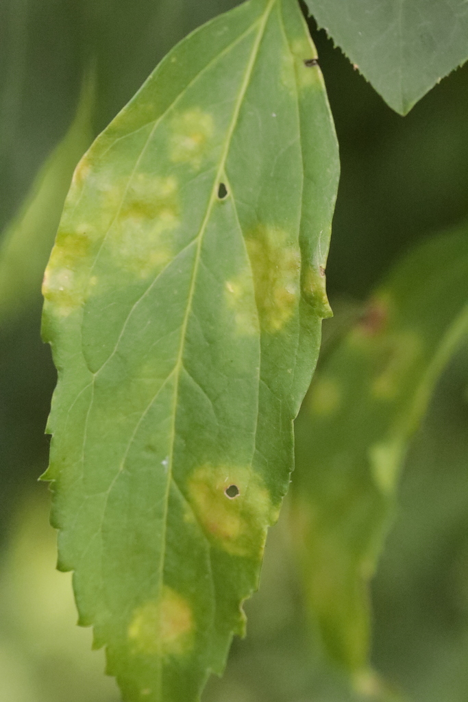 Cladosporium forsythiae