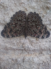 Hamadryas feronia feronia