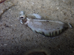 Pleuronichthys