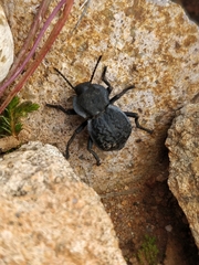 Microschatia inaequalis