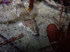 Odontopyxis trispinosa