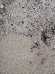 Pogonomyrmex californicus