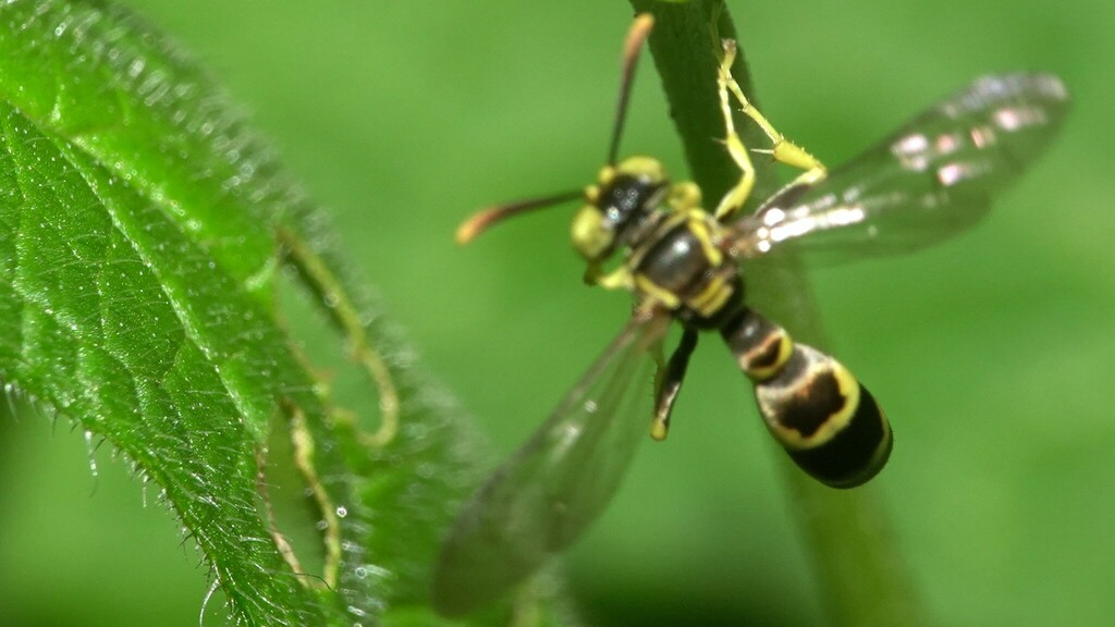 Ammatomus alipes