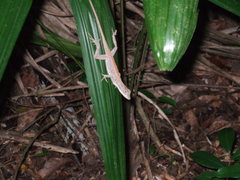 Anolis tropidonotus