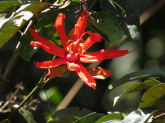 Passiflora quadrifaria