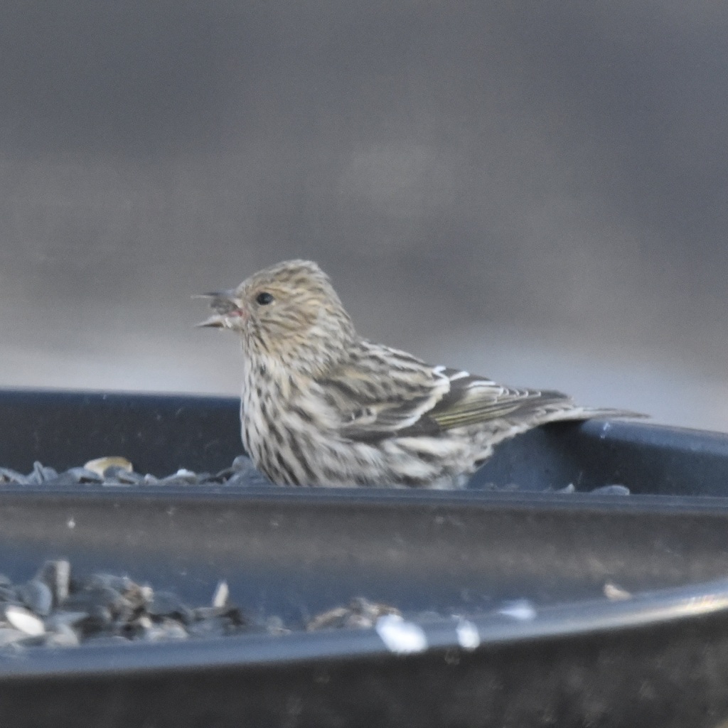 Pine Siskin from 170 Buckskin Path, Centerville, MA 02632, USA on
