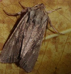 Ichneutica averilla