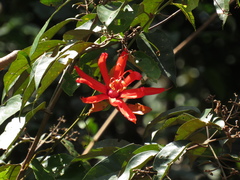 Passiflora quadrifaria