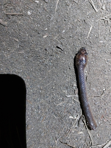 Photo of a Diehl’s Little Ground Snake (Stegonotus diehli)