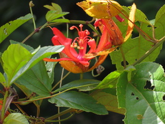 Passiflora quadrifaria