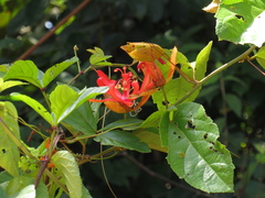 Passiflora quadrifaria