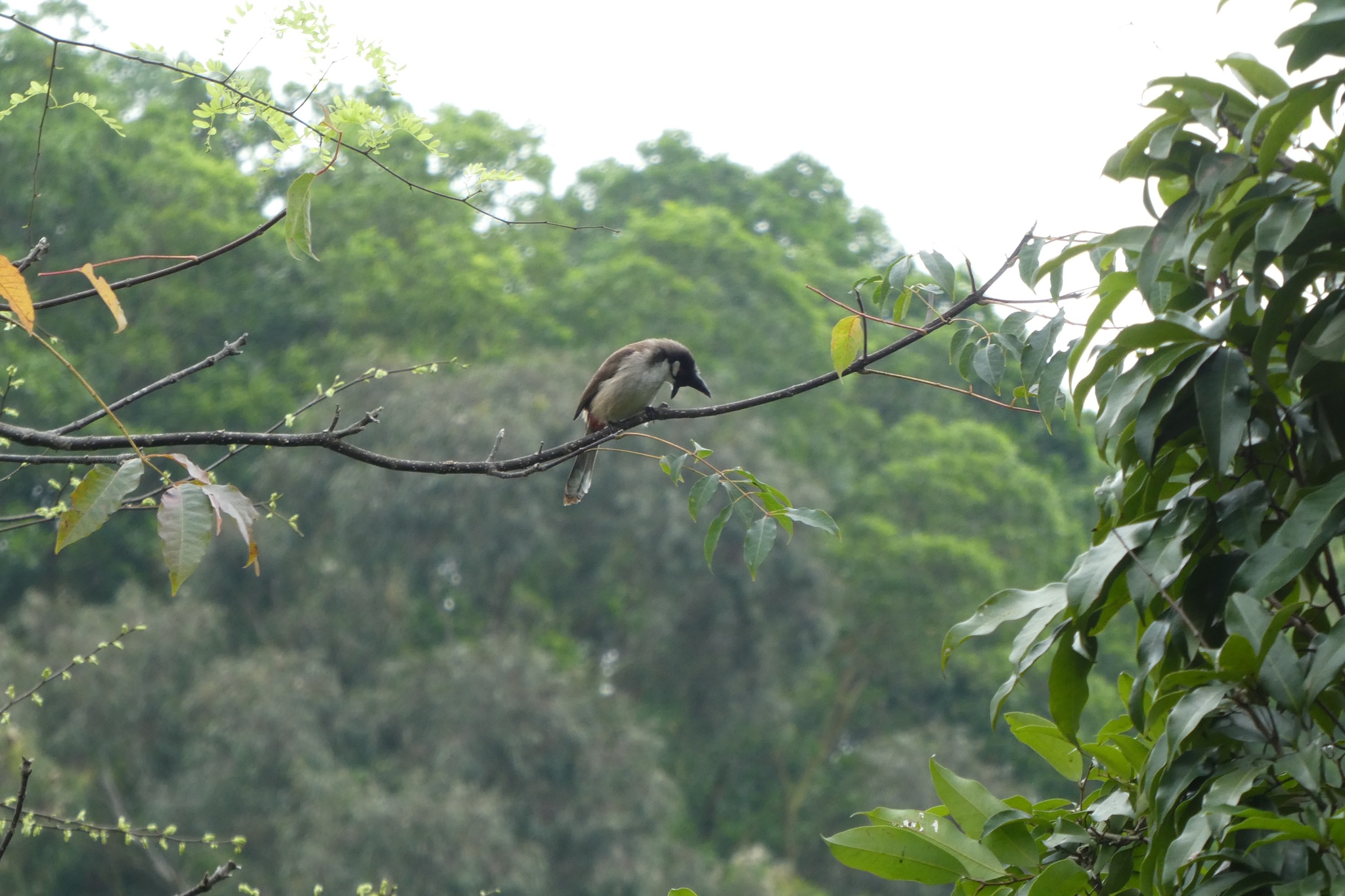 Red-whiskered Bulbul