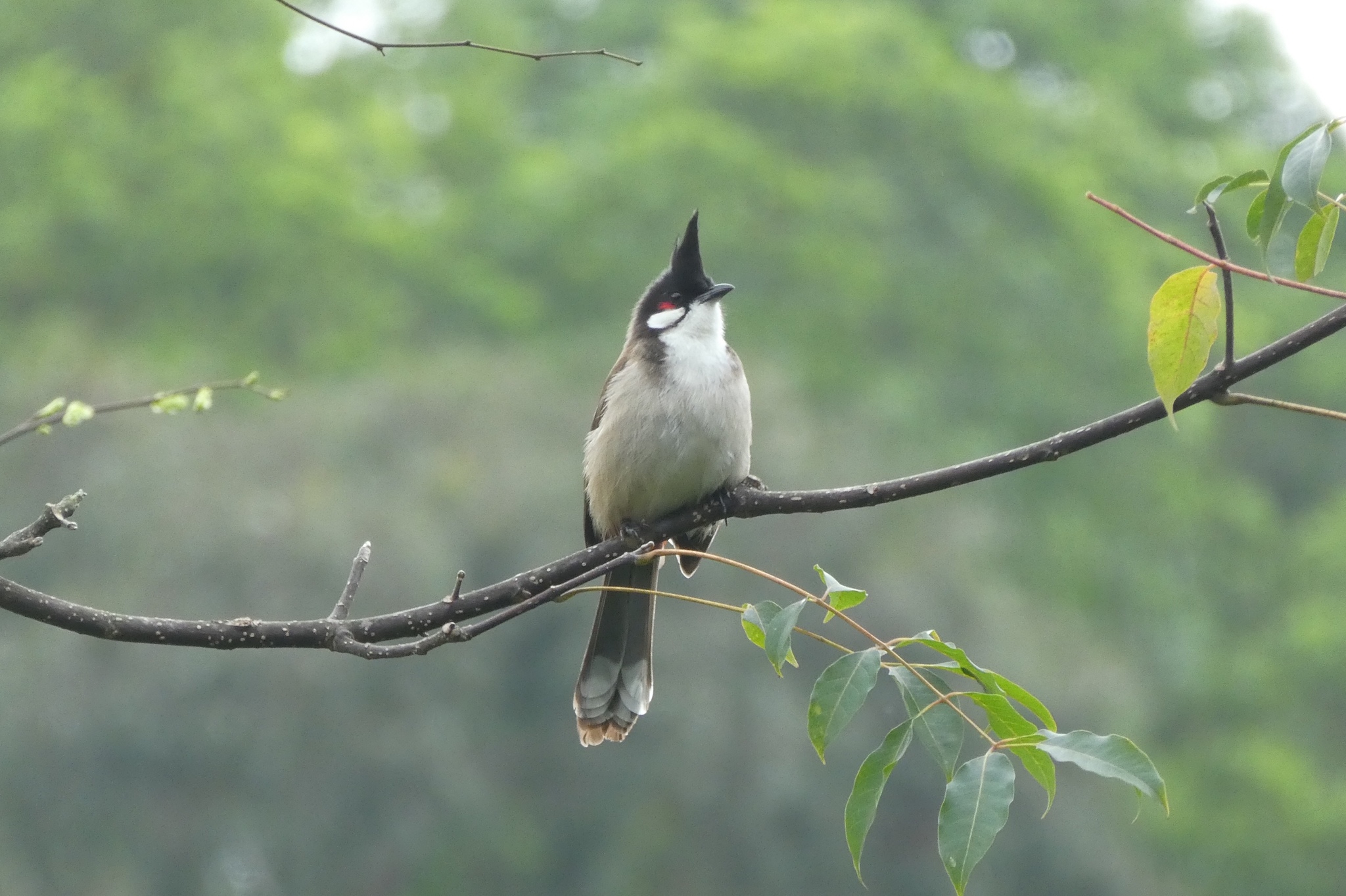 Red-whiskered Bulbul