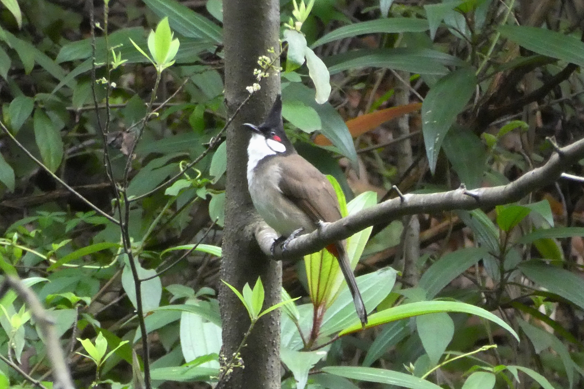 Red-whiskered Bulbul