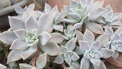 Graptopetalum