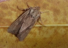Ichneutica averilla