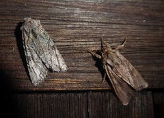Ichneutica averilla