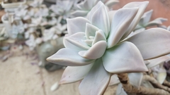 Graptopetalum