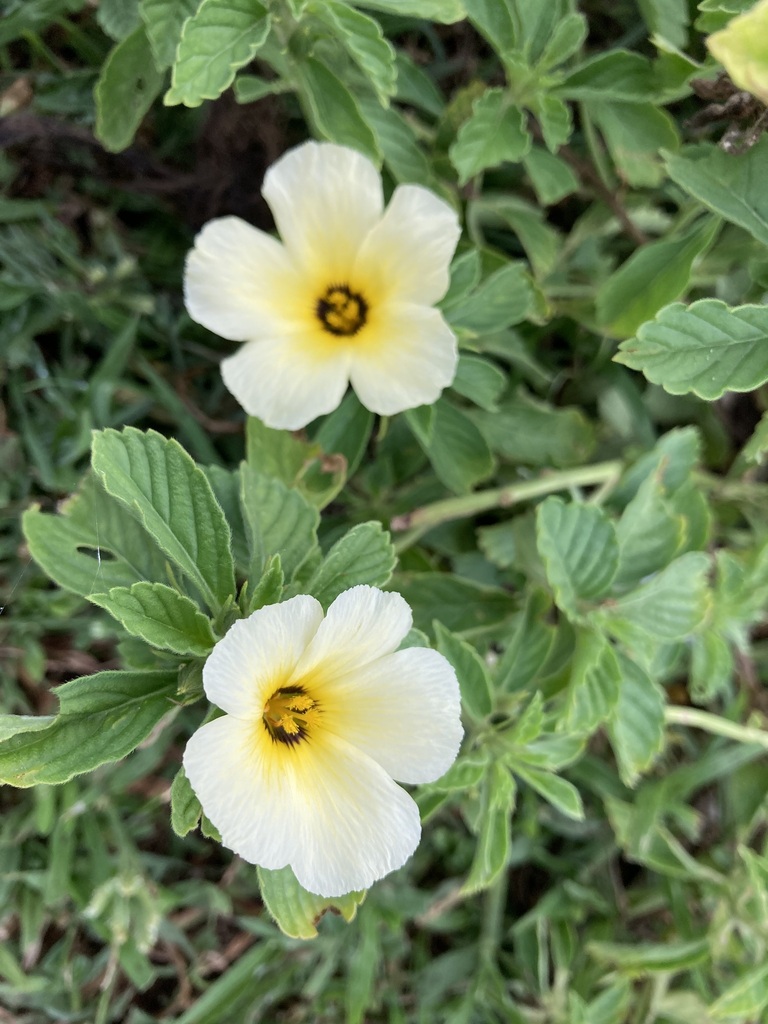 Cuban Buttercup from Thiruvalluvar Nagar Beach, Valmiki Nagar, Chennai