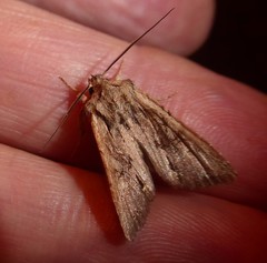 Ichneutica averilla