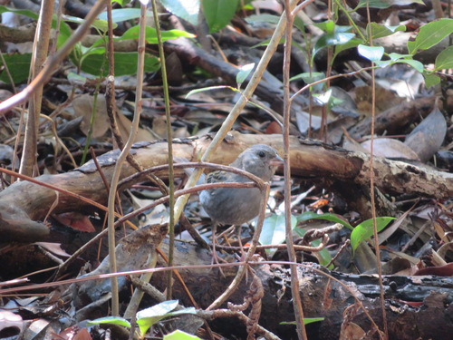 Emberiza variabilis
