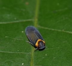 Plectoderes collaris