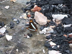 Adelpha iphiclus iphiclus