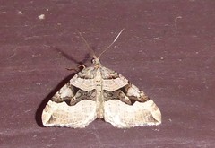 Xanthorhoe semifissata