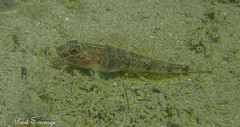 Girdled Goby photo 2