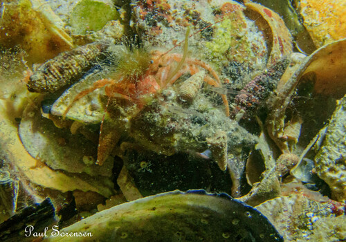 Lophopagurus nanus observed 2023-09-26