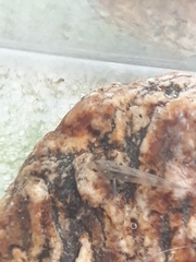 Gobiomorphus cotidianus