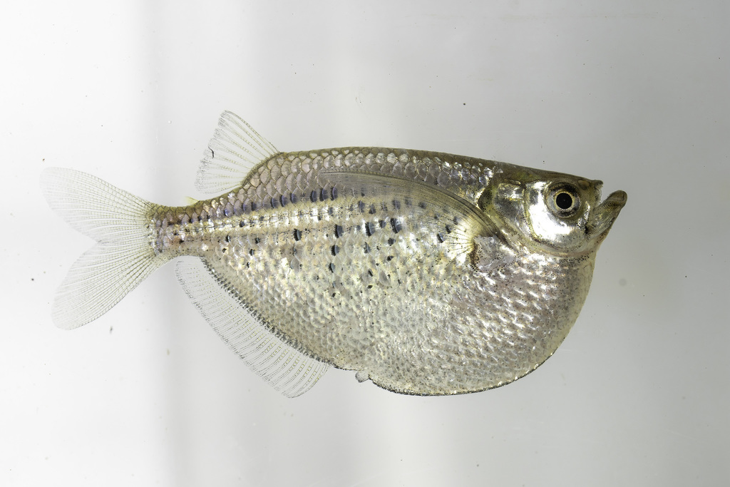 Spotted Hatchetfish