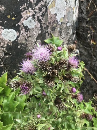 Cirsium spinosum iNat (3)